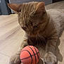 abyssinian, animal, ball, basketball, basketballball, cat, furniture, hardwood, indoors, interiordesign, kitten, manx, pet, plywood, sphere, sport, table, tennis, tennisball, wood