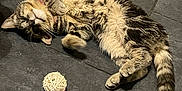 Chachou a rejoint le concours — aidez-le/la à gagner de superbes lots ! cat, tabby, floor, tile, toy, ball, relaxed, pet, indoor, feline, fur, whiskers, paws, playful, domestic, animal, cute, resting, striped, collar