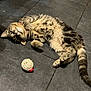 cat, tabby, floor, tile, toy, ball, relaxed, pet, indoor, feline, fur, whiskers, paws, playful, domestic, animal, cute, resting, striped, collar