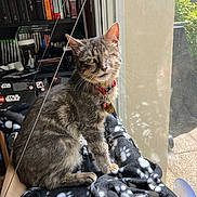 Chachou participe au concours pour gagner de l'argent avec cette photo : cat, tabby_cat, one_eyed, pet, indoor, window, blanket, paw_prints, sunlight, sitting, collar, name_tag, bookshelf, books, video_games, gaming, indoor_pets, fur, feline, domestic_cat