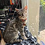 cat, tabby_cat, one_eyed, pet, indoor, window, blanket, paw_prints, sunlight, sitting, collar, name_tag, bookshelf, books, video_games, gaming, indoor_pets, fur, feline, domestic_cat