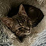 Chachou a rejoint le concours — aidez-le/la à gagner de superbes lots ! cat, tabby, sleepy, cozy, fluffy, blanket, furry, pet, animal, resting, cute, whiskers, ears, soft, comfort, domestic, mammal, fur, relaxing, snuggled