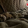 Chachou a rejoint le concours — aidez-le/la à gagner de superbes lots ! cat, tabby, sleeping, blanket, quilted, couch, indoor, pet, feline, fur, relaxing, cozy, comfort, resting, animal, domestic, warm, soft, home, quiet