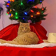 Teddy joined the competition — help win amazing prizes! animal, architecture, cat, christmas, christmasdecorations, christmastree, clothing, conifer, couch, festival, fir, furniture, hat, kitten, lighting, manx, pet, plant, pottedplant, tree