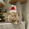 animal, cat, cat_tree, christmas, cozy, cute, domestic, feline, festive, furniture, gray, holiday, indoor, pet, plush, portrait, resting, santa_hat, soft, unimpressed