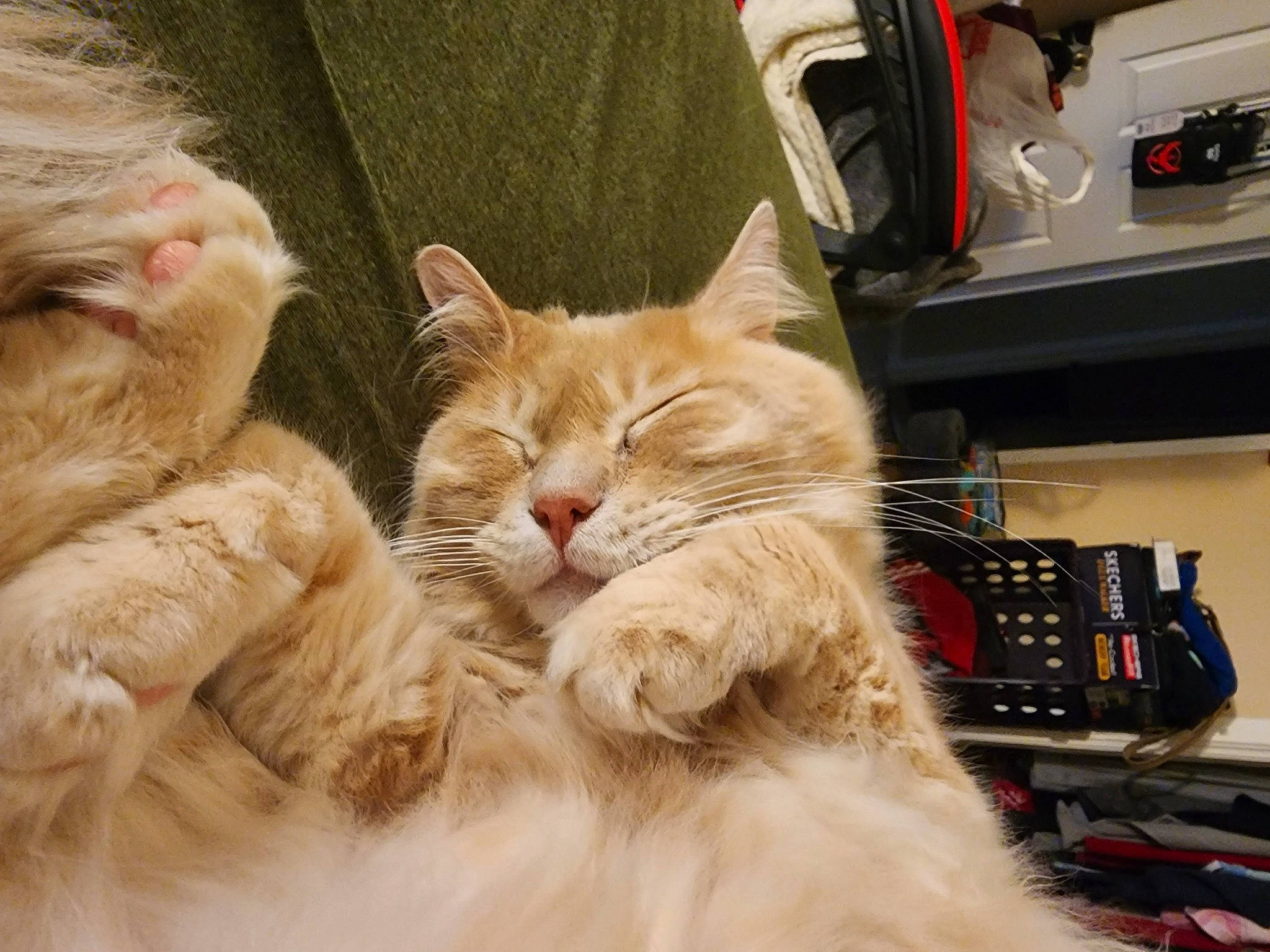 Cloud joined the competition — help win amazing prizes! carnivore, cat, claw, comfort, domestic_short_haired_cat, fawn, felidae, fur, gesture, office_supplies, paw, shelf, small_to_medium_sized_cats, snout, tail, whiskers