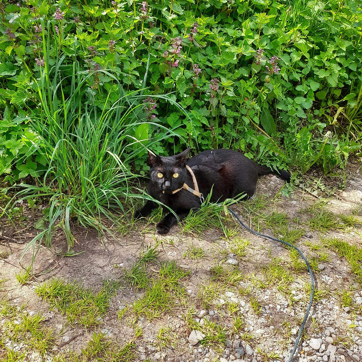 Batman participe au concours pour gagner de l'argent avec cette photo : accessories, animal, blackcat, cat, grass, gravel, herbal, herbs, kitten, leash, manx, nature, outdoors, pet, plant, road, soil, strap, vegetation, yard