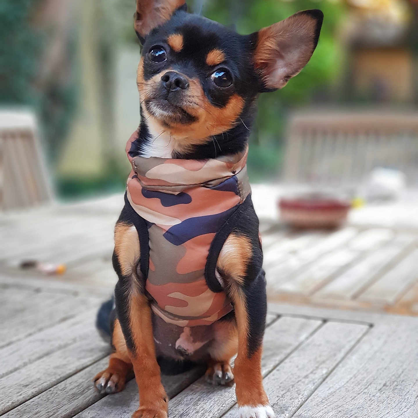 Cookie a rejoint le concours — aidez-le/la à gagner de superbes lots ! animal, black, brown, camouflage, closeup, curious, daylight, dog, domestic, ears_up, fur, nature, outdoor, pet, puppy, sitting, small_dog, tan, vest, wooden_table