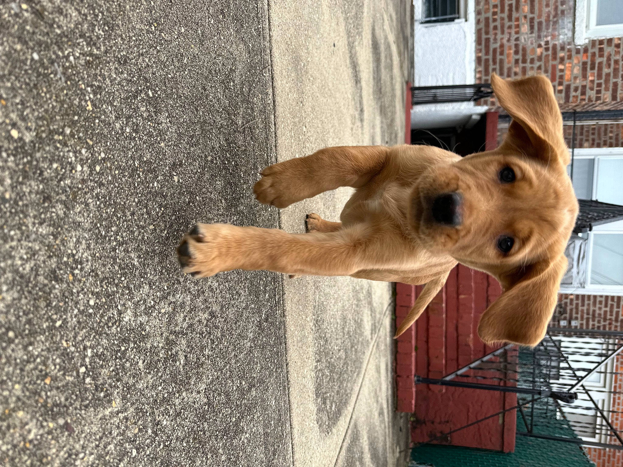 Harley joined the competition — help win amazing prizes! animal_shelter, asphalt, concrete, door, fawn, fur, giraffe, giraffidae, landscape, livestock, pack_animal, road_surface, snout, terrestrial_animal, wildlife, window, wood, working_animal, wrinkle, zoo