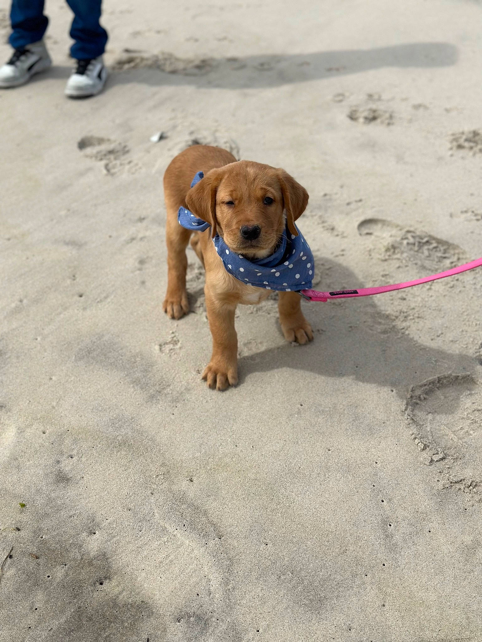 Harley joined the competition — help win amazing prizes! beach, canidae, carnivore, collar, companion_dog, dog, dog_breed, dog_collar, dog_supply, fashion_accessory, fawn, fun, leash, pet_supply, sand, shadow, snout, sporting_group, vacation, working_animal