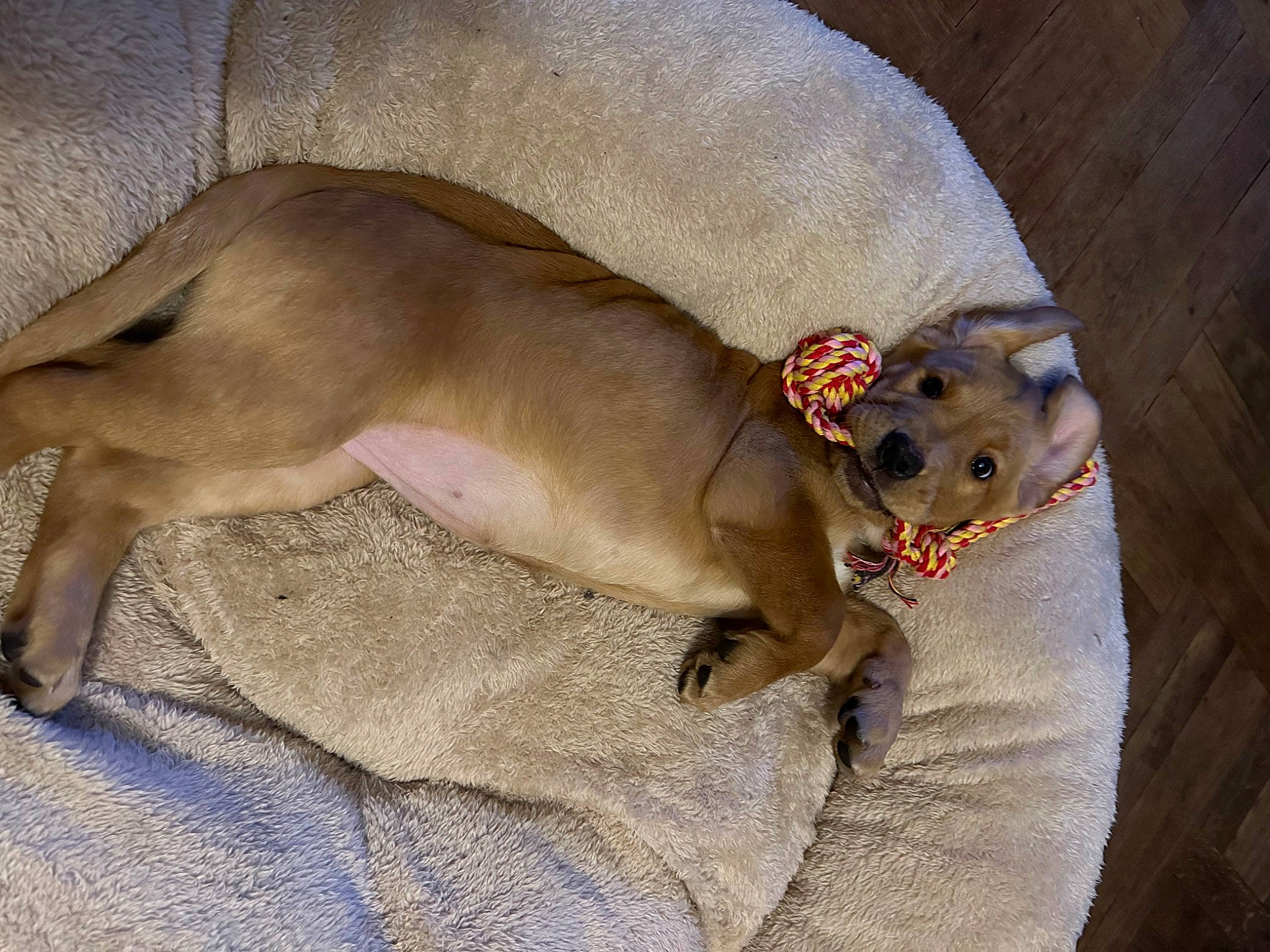 Harley is registered to the contest to win money with this photo: bed, canidae, carnivore, comfort, companion_dog, dog, dog_breed, dog_supply, fawn, fur, linens, liver, non_sporting_group, paw, snout, sporting_group, whiskers, working_animal