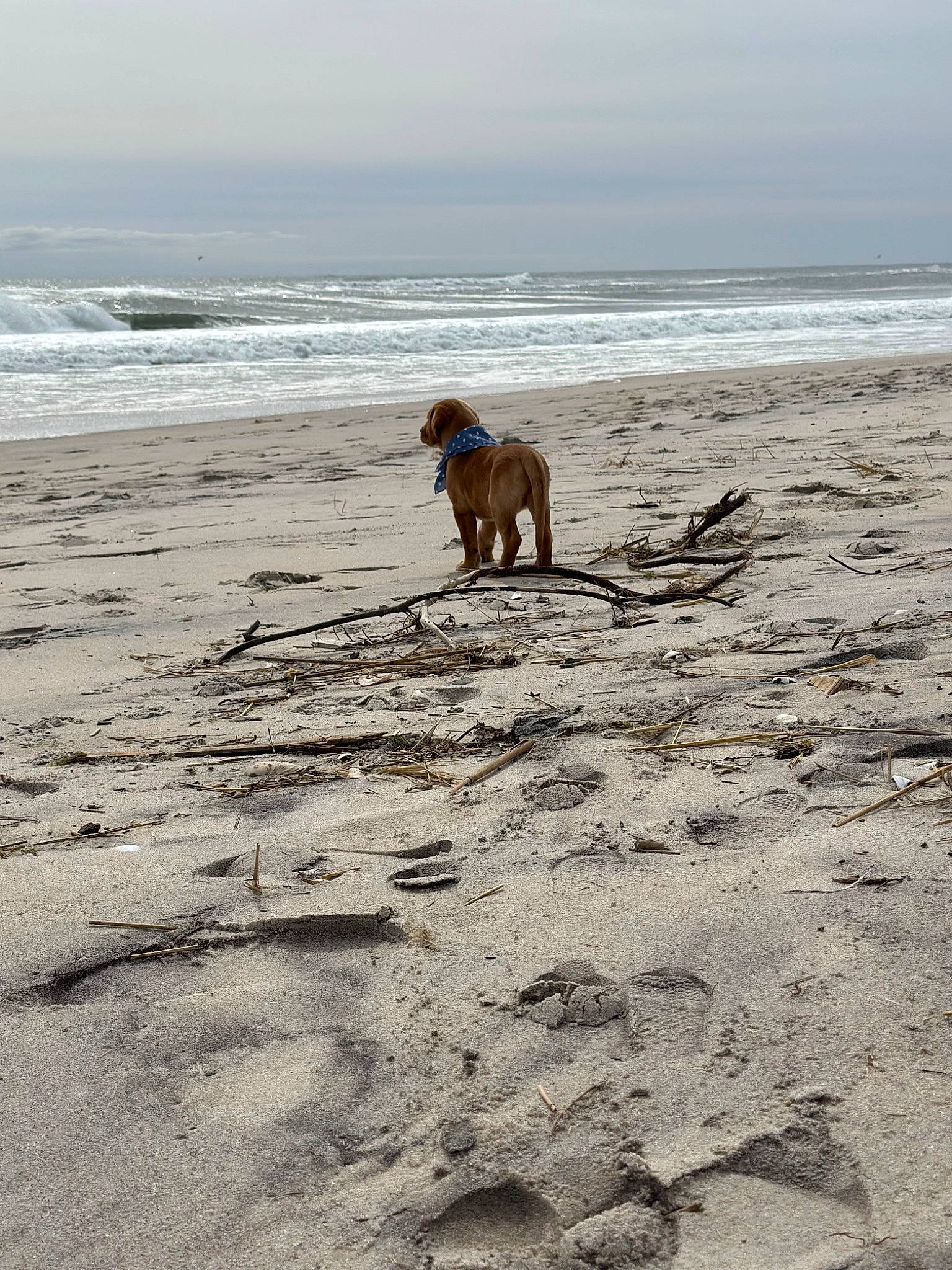 Harley joined the competition — help win amazing prizes! beach, body_of_water, carnivore, cloud, coast, coastal_and_oceanic_landforms, dog, dog_breed, fawn, fun, horizon, ocean, sand, shore, sky, sporting_group, water, wave, wind_wave, wood