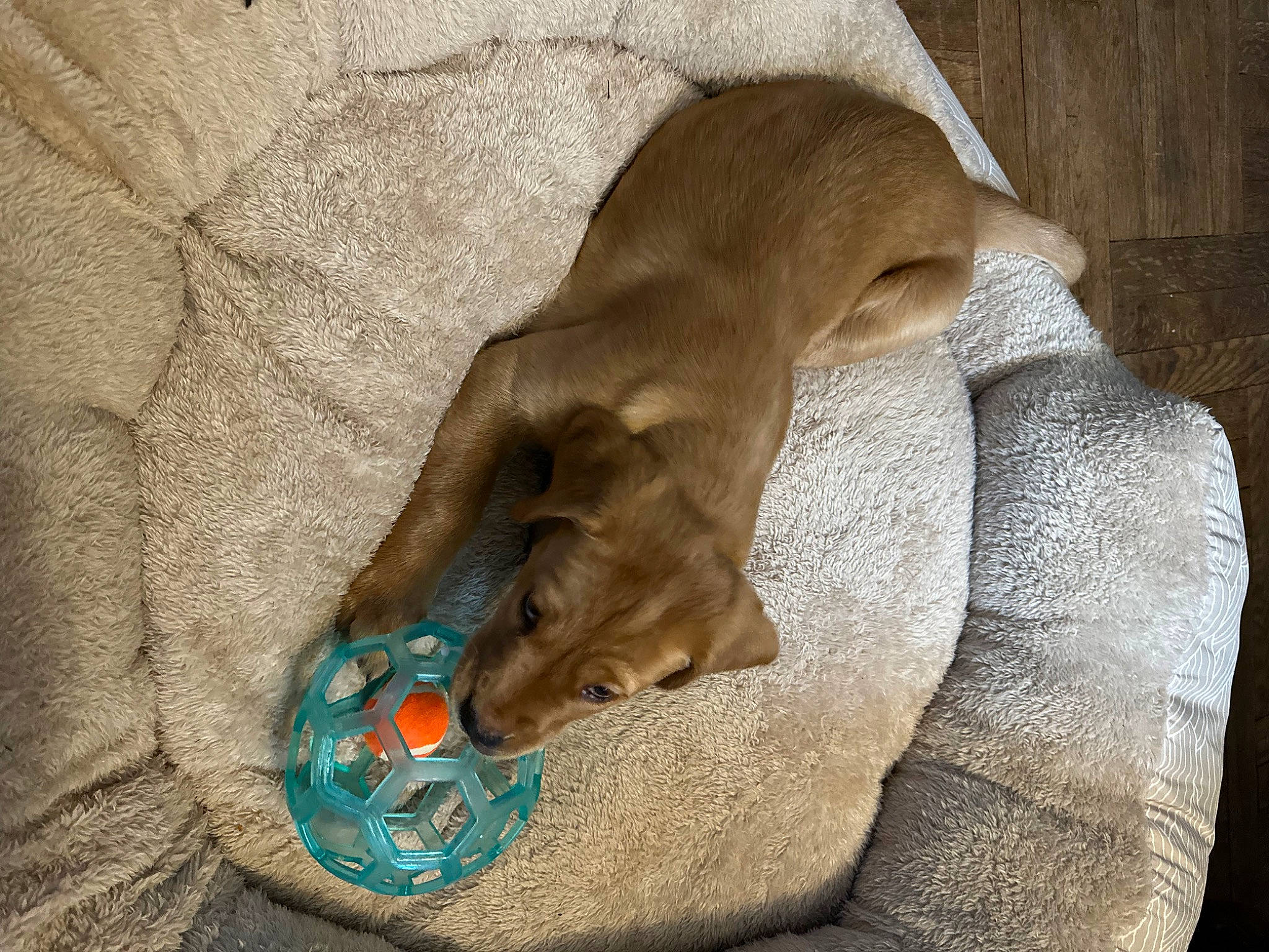 Harley joined the competition — help win amazing prizes! ball, canidae, carnivore, comfort, companion_dog, dog, dog_breed, dog_supply, fawn, felidae, linens, liver, paw, small_to_medium_sized_cats, sporting_group, tail, terrestrial_animal, whiskers, wood, working_animal