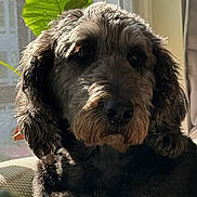 Kashie is registered to the contest to win money with this photo: animal, black, brown, canine, closeup, couch, cozy, curly_fur, daylight, dog, fur, houseplant, indoor, leaf, pet, plant, portrait, relaxed, sunlight, window