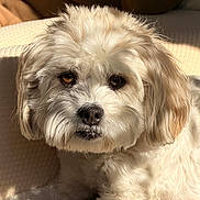 Kong is registered to the contest to win money with this photo: animal, blanket, canine, closeup, cozy, cute, dog, expression, face, fluffy, fur, indoor, laying, pet, portrait, relaxed, resting, sunlight, warm, white_dog