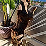 back_view, balcony, ceramic_pot, curious, dog, ear, houses, mountains, outdoor, paws, pet, potted_plant, railing, shadow, standing, sunlight, tail, terrace, tile_floor, urban_view