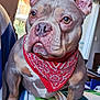 bandana, blanket, brown_eyes, bulldog, closeup, companion, cute, dog, ears, furniture, home, indoor, nose, paws, pet, portrait, red_bandana, sitting, window, wrinkled_face