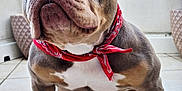 Rubie participe au concours pour gagner de l'argent avec cette photo : dog, bulldog, pet, bandana, portrait, close_up, tile_floor, balcony, potted_plant, plant_leaf, brown_and_white, wrinkled_face, short_muzzle, stocky_body, paws, nails, expressive_eyes, sitting, companion, domestic_animal
