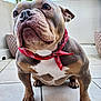 balcony, bandana, brown_and_white, bulldog, close_up, companion, dog, domestic_animal, expressive_eyes, nails, paws, pet, plant_leaf, portrait, potted_plant, short_muzzle, sitting, stocky_body, tile_floor, wrinkled_face