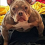 Rubie a rejoint le concours — aidez-le/la à gagner de superbes lots ! dog, pit_bull, bulldog, pet, face, ears, wrinkles, nose, paws, muscular, closeup, portrait, indoor, bed, blanket, towel, window, cozy, smartphone, staring