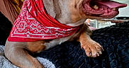 Rubie a rejoint le concours — aidez-le/la à gagner de superbes lots ! bandana, blanket, close_up, cushion, dog, ear, fur, happy, home_interior, indoor, muzzle, panting, paw, pet, profile_view, red_bandana, resting, teeth, texture, tongue_out