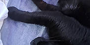 Loverboy joined the competition — help win amazing prizes! cat, black_cat, sleeping, bed, blanket, indoor, fur, animal, pet, cozy, resting, whiskers, paw, cute, domestic_cat, relaxing, mammal, feline, soft, napping