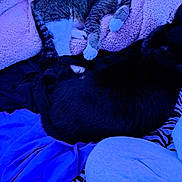 Loverboy joined the competition — help win amazing prizes! cat, tabby_cat, black_cat, blanket, fabric, bed, paw, sleeping, resting, cozy, animal, pet, indoor, fur, whiskers, striped, zebra_pattern, soft, comfort, relaxation