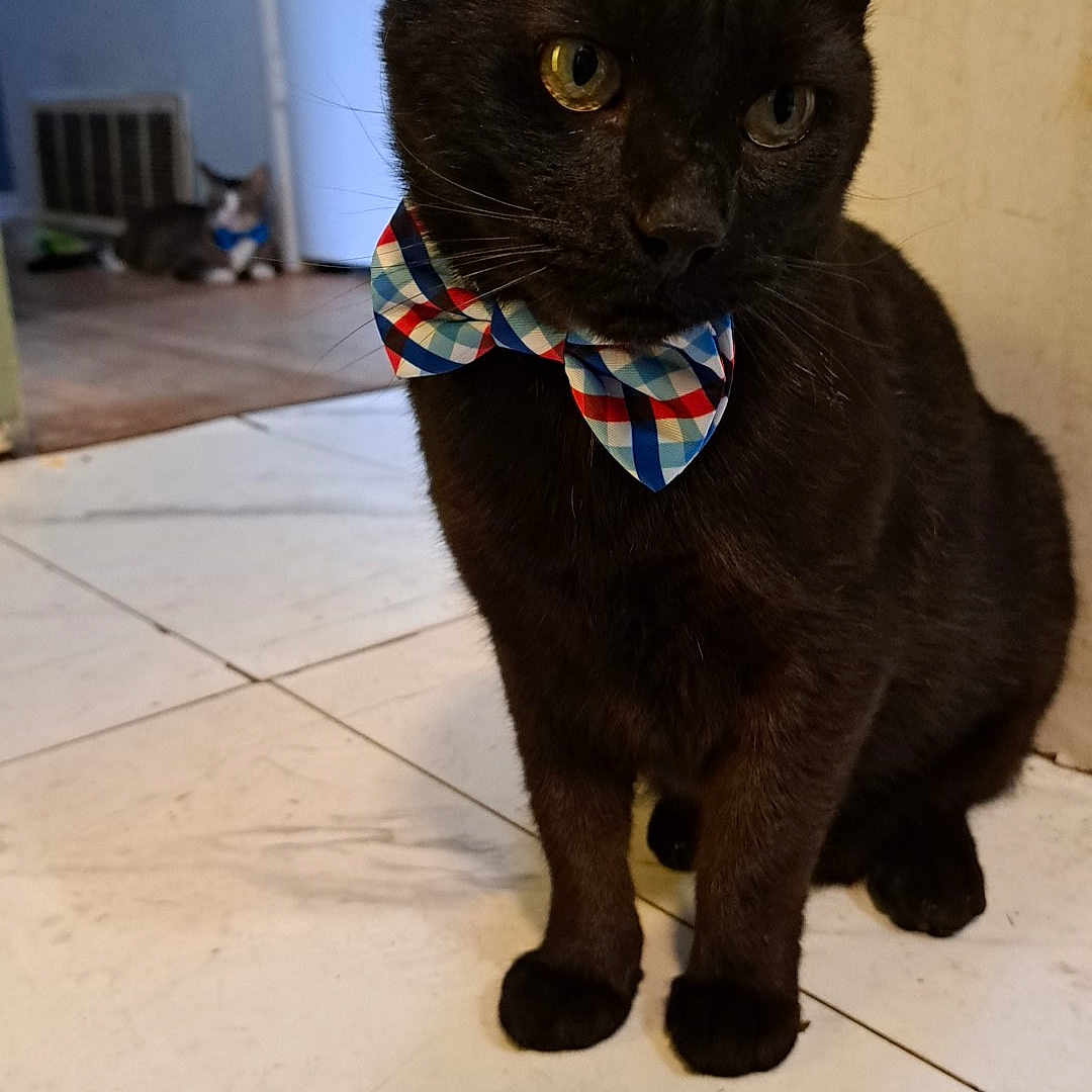 Loverboy joined the competition — help win amazing prizes! animal, background, black_cat, bow_tie, cat, cute, domestic, doorway, feline, floor, fur, home, house, indoor, looking_away, pet, portrait, second_cat, sitting, tile_floor