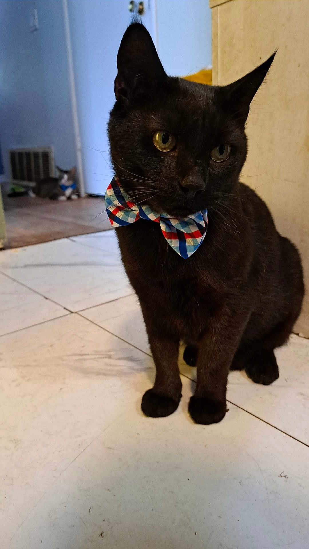 Loverboy joined the competition — help win amazing prizes! cat, black_cat, bow_tie, indoor, floor, tile_floor, pet, animal, feline, sitting, looking_away, doorway, background, second_cat, house, home, domestic, cute, portrait, fur