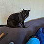 Loverboy is registered to the contest to win money with this photo: black_cat, cat, pet, indoor, couch, furniture, pillow, gray, blue, cozy, sitting, animal, whiskers, ears, tail, domestic_cat, resting, feline, home, texture