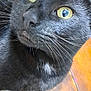 Loverboy is registered to the contest to win money with this photo: cat, black_cat, close_up, yellow_eyes, whiskers, fur, pet, indoor, curious, looking_up, floor, wooden_floor, bottle, red_bottle, domestic_animal, animal, feline, portrait, household, closeup