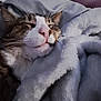 Honeyboy joined the competition — help win amazing prizes! cat, sleeping, blanket, cozy, indoor, pet, fur, whiskers, nose, face, comfort, resting, soft, relaxation, domestic_animal, animal, cute, snuggled, warm, home