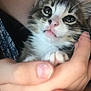 Honeyboy joined the competition — help win amazing prizes! kitten, cat, hands, close_up, pet, animal, cute, feline, young, whiskers, fur, domestic_animal, indoor, human, face, paw, expression, small, holding, tender