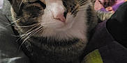 Honeyboy is registered to the contest to win money with this photo: cat, tabby, sleeping, bed, blanket, indoor, pet, fur, closeup, resting, whiskers, ears, pink_nose, cozy, comfort, domestic_animal, feline, relaxation, soft_lighting, animal