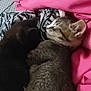 cat, kitten, sleeping, bed, blanket, pink_bedding, tabby_cat, black_cat, fur, cozy, resting, indoor, pet, animal, cute, sleep, soft, cuddling, friendship, comfort