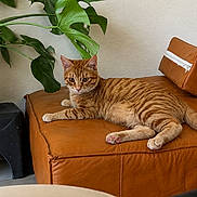 Atchoum a rejoint le concours — aidez-le/la à gagner de superbes lots ! beige_wall, brown, cat, cozy, curious, domestic_cat, feline, fur, green_leaves, home_interior, houseplant, indoor, leather_ottoman, natural_light, orange_tabby, paws, pet, relaxed, sitting, whiskers