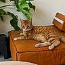 beige_wall, brown, cat, cozy, curious, domestic_cat, feline, fur, green_leaves, home_interior, houseplant, indoor, leather_ottoman, natural_light, orange_tabby, paws, pet, relaxed, sitting, whiskers
