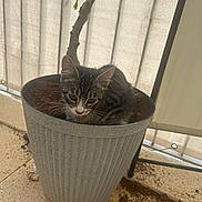 Crypto a rejoint le concours — aidez-le/la à gagner de superbes lots ! animal, cat, container, curious, cute, ears, feline, floor, home, indoor, kitten, looking, mess, pet, plant_pot, resting, small_animal, soil, striped_cat, whiskers