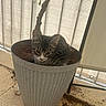 animal, cat, container, curious, cute, ears, feline, floor, home, indoor, kitten, looking, mess, pet, plant_pot, resting, small_animal, soil, striped_cat, whiskers