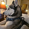 dog, siberian_husky, blue_eyes, fur, indoor, lamp, couch, harness, pet, animal, side_profile, relaxed, furniture, living_room, cozy, light, home, portrait, mammal, domestic_animal