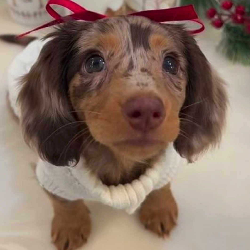 Stella joined the competition — help win amazing prizes! adorable, animal, candles, christmas_decor, closeup, cute, dachshund, dog, festive, fur, holiday, indoors, pet, portrait, puppy, red_ribbon, ribbon, small_dog, table, white_sweater