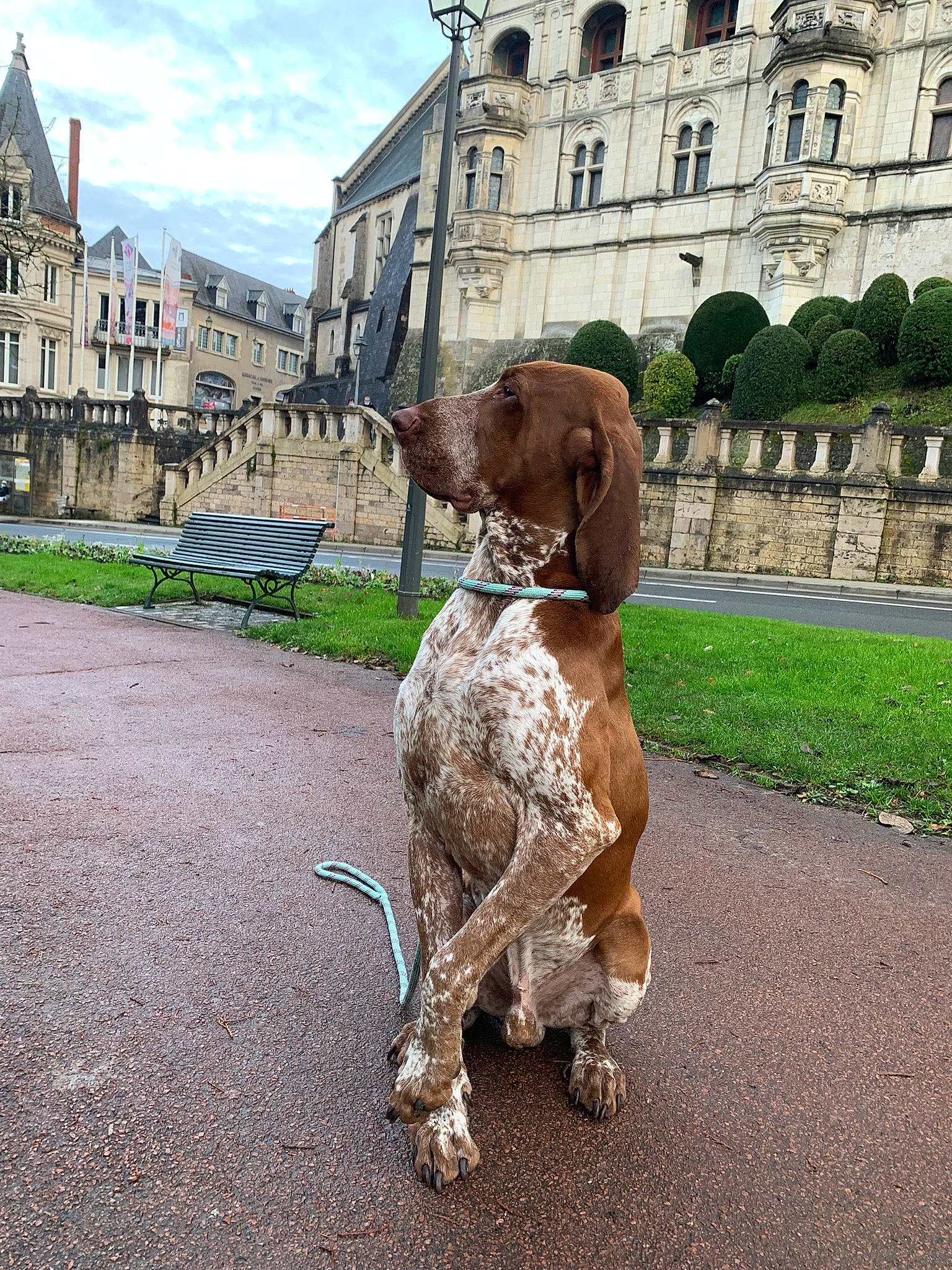 Pandino participe au concours pour gagner de l'argent avec cette photo : braque_francais, building, carnivore, cloud, collar, companion_dog, dog, dog_breed, dog_collar, fawn, leash, liver, pet_supply, plant, sky, snout, sporting_group, tail, window, working_animal