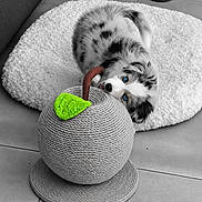 Bulma a rejoint le concours — aidez-le/la à gagner de superbes lots ! animal, basket, black_and_white, blue_eyes, chew_toy, cute, dog, dog_bed, fluffy, green_toy, home, indoor, lying_down, pet, playful, portrait, puppy, selective_color, tile_floor, woven