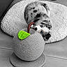 animal, basket, black_and_white, blue_eyes, chew_toy, cute, dog, dog_bed, fluffy, green_toy, home, indoor, lying_down, pet, playful, portrait, puppy, selective_color, tile_floor, woven