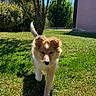 Briska a rejoint le concours — aidez-le/la à gagner de superbes lots ! puppy, dog, grass, greenery, tree, sunlight, shadow, outdoor, pet, canine, young_dog, nature, playful, fur, walking, house, garden, daytime, animal, cute
