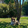 Briska participe au concours pour gagner de l'argent avec cette photo : dog, grass, tree, sunlight, outdoor, pet, nature, garden, shade, canine, fence, house, blue_sky, relaxing, summer, greenery, leaves, animal, daytime, peaceful