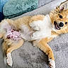 dog, fluffy, smiling, lying_down, blanket, cushion, cozy, happy, pet, indoor, fur, cute, relaxed, animal, ears, paw, nose, tongue, bed, spot