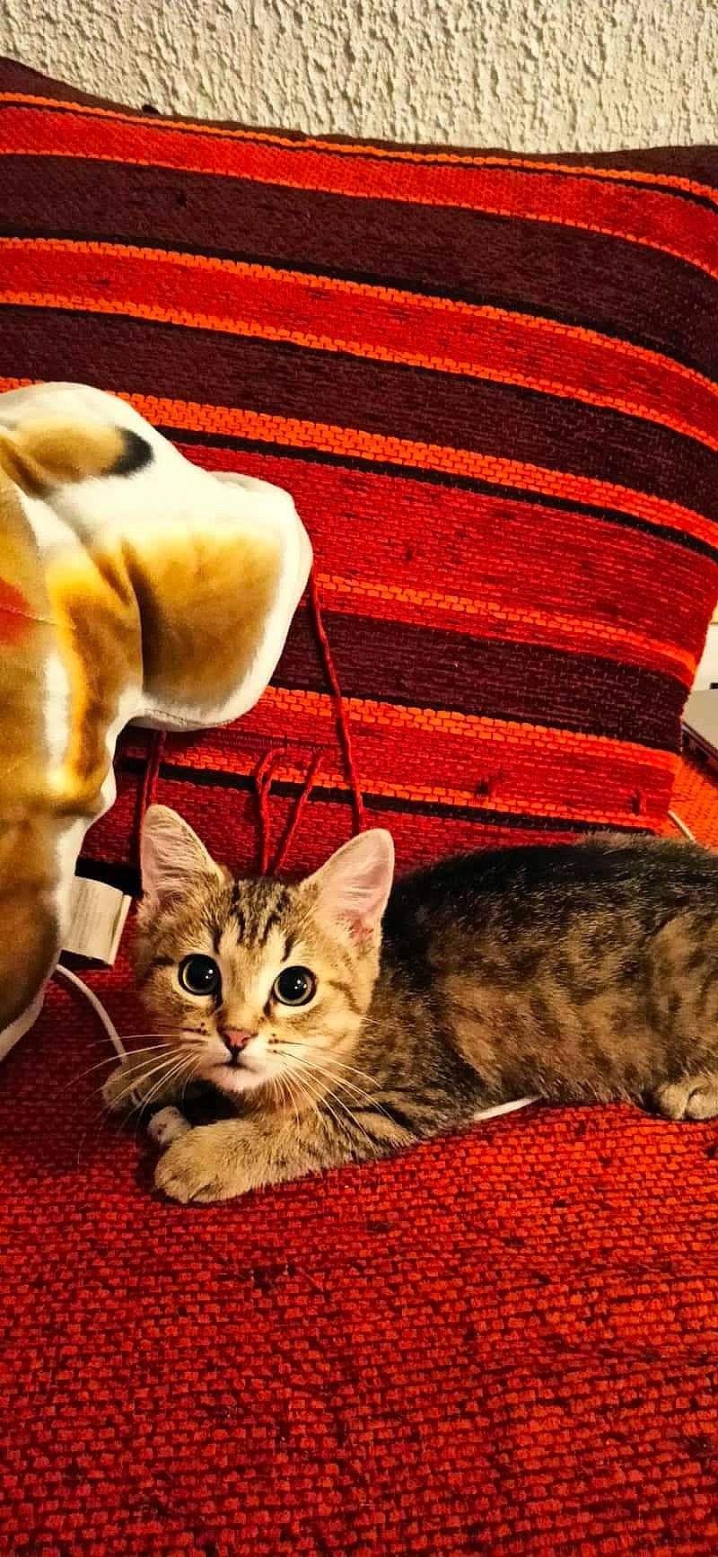 Neira a rejoint le concours — aidez-le/la à gagner de superbes lots ! carnivore, cat, cat_supply, comfort, domestic_short_haired_cat, fawn, felidae, fur, linens, pattern, paw, sitting, small_to_medium_sized_cats, snout, tail, terrestrial_animal, textile, whiskers, wildlife, wood