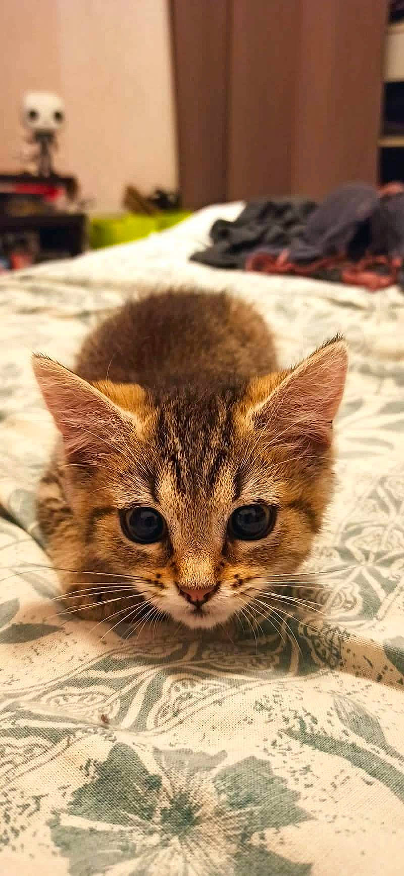 Neira a rejoint le concours — aidez-le/la à gagner de superbes lots ! carnivore, cat, claw, domestic_short_haired_cat, eye, felidae, fur, human_body, paw, sitting, small_to_medium_sized_cats, snout, terrestrial_animal, textile, tree, whiskers, wildlife