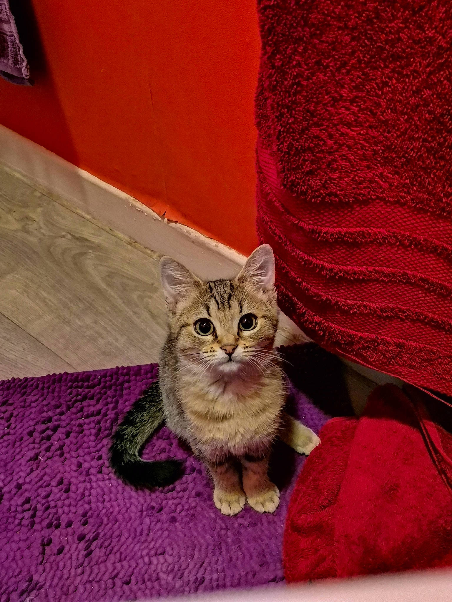 Neira participe au concours pour gagner de l'argent avec cette photo : carnivore, cat, domestic_short_haired_cat, door, fawn, felidae, flooring, fur, grey, magenta, paw, pink, purple, rectangle, sitting, small_to_medium_sized_cats, snout, tail, whiskers, wood